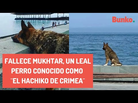 Fallece Mukhtar, un leal perro conocido como ¨El Hachiko de Crimea¨