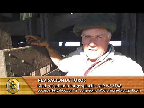 Dr. Jorge Spinelli - Revisación de Toros