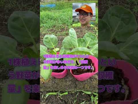 芽キャベツを植える時期 微量のホウ素が必要な植物栄養素