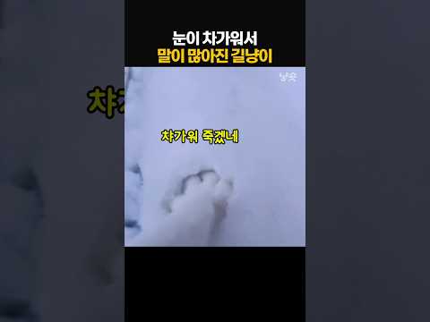 눈이 차가워서 수다쟁이가 된 길냥이