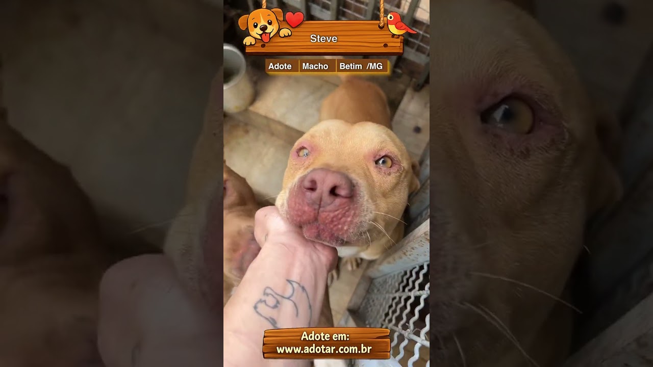 Cachorro raça Pit-Bull idade 2 anos nome Steve