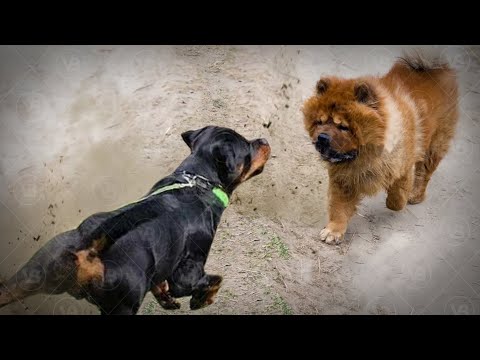 Chow Chows are More Aggressive than Rottweilers!