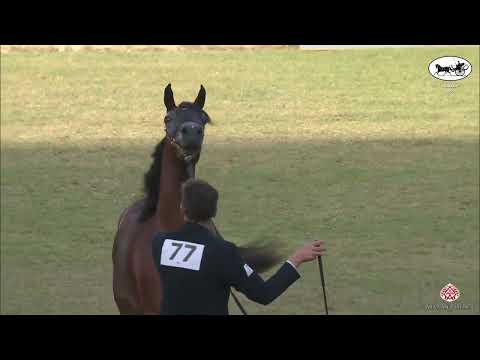 N 77 ABHA ELFINA   PSAIAHF 2022   Fillies 3 Years Old Class 3