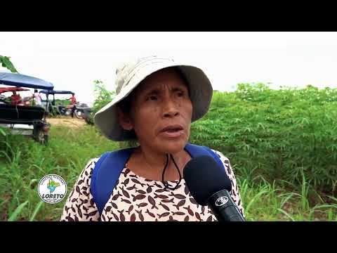 EL PROYECTO DE YUCA DEL GORE LORETO