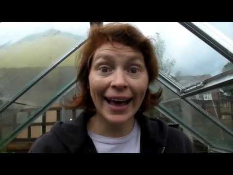 Sowing Chick Peas - Claire's Allotment part 228