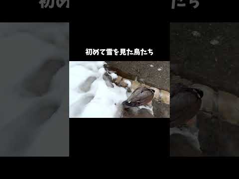 冬の鳥たち: 寒波をこうして生き抜く 自然と動物