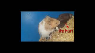 Download lagu Hamster mating mp3 Download lagu Hamster mating mp3