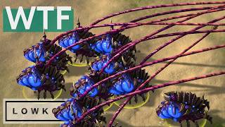 Reynor vs Maru: The GREATEST StarCraft 2 Series from the $700K Esports World Cup!