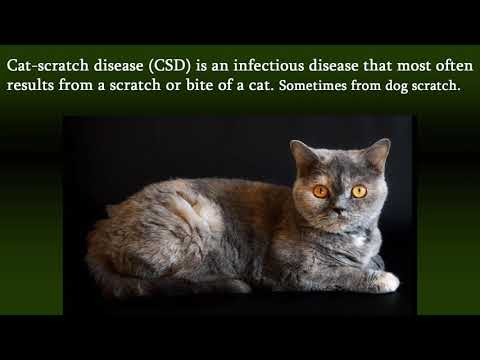 Cat-scratch disease - Symptoms and Treatment