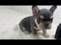 French Bulldog dogs for sale: Kurt - Video 1