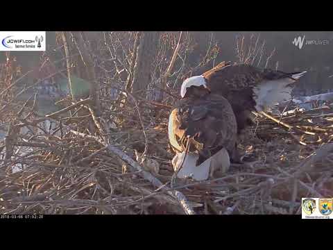 The Trio Eagles - Musical nest? - 03-08-18