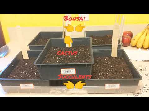 Potting up some succulents, cactus, and bonsai seeds with some EDM