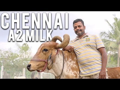 download lagu mp3 mp4 Madras Milk, download lagu Madras Milk gratis, unduh video klip Madras Milk