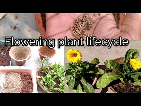 Calendula Plant full lifecycle / How to grow calendula with 100% result :-Germination to Flowering - YouTube
