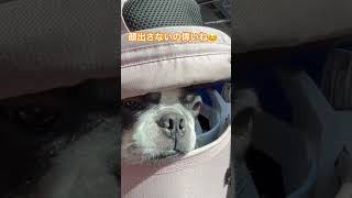 顔出ししないワンコが偉すぎる！ #フレンチブルドッグ #vlog #フレブル #frenchie #shorts 　　　 "Hidden-face dog is amazing!"