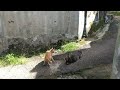 Kucing Kawin Bergilir Ll Kucing Kawin Part1 DewiFa Channel