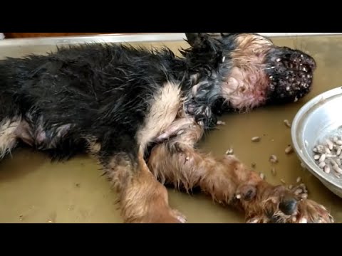 Huge Maggots & Mangoworms Cleaning From Stray Dog ! Animal Rescue Video 2022 #14