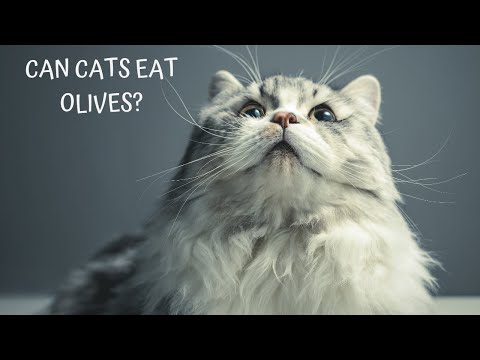 Can cats eat olives ?