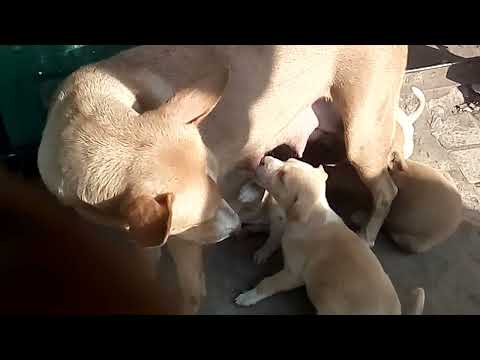 Teri Ungli Pakad Ke Chala (Laadla) | R Joy | Maa O Meri Maa | Udit Narayan | Anil Kapoor