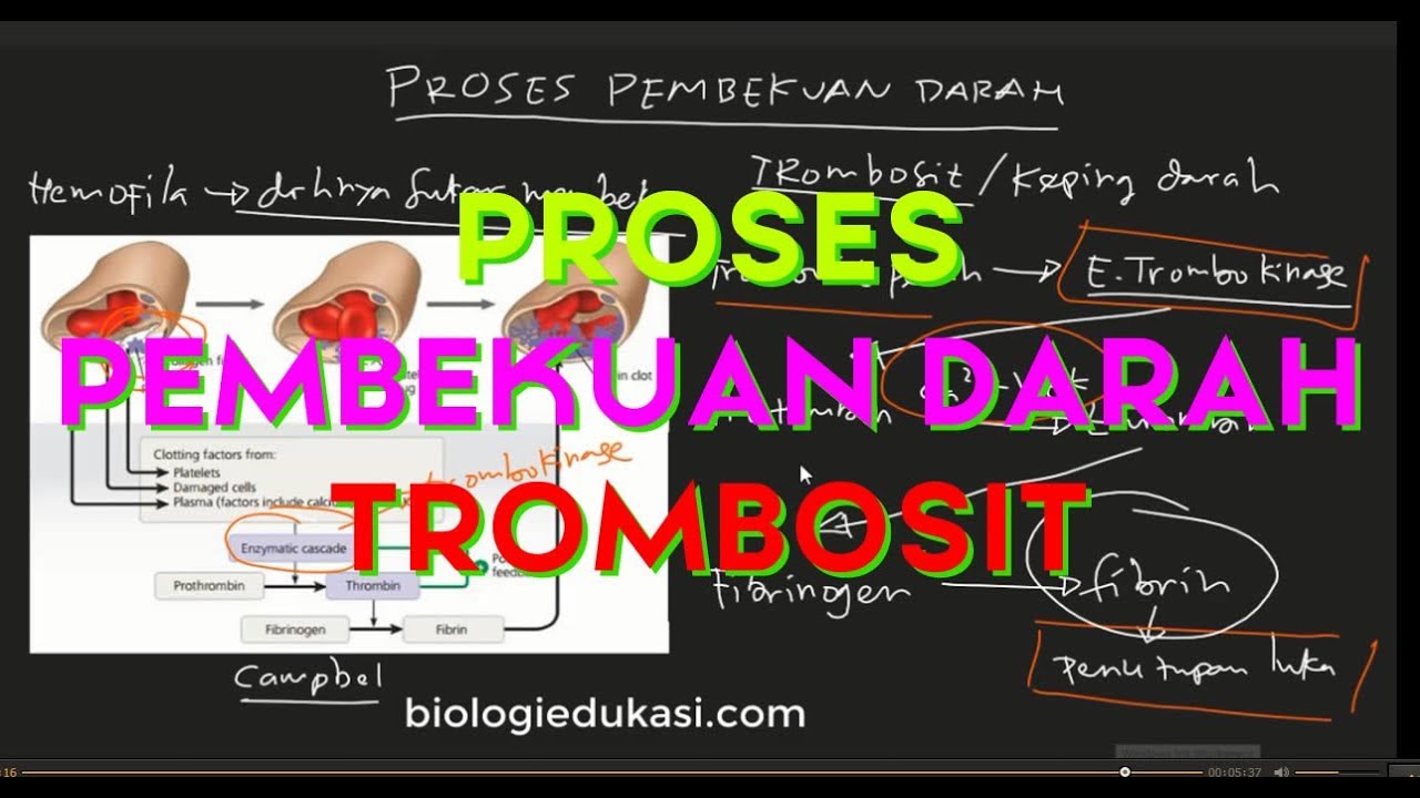 Mekanisme pembekuan darah pada Manusia