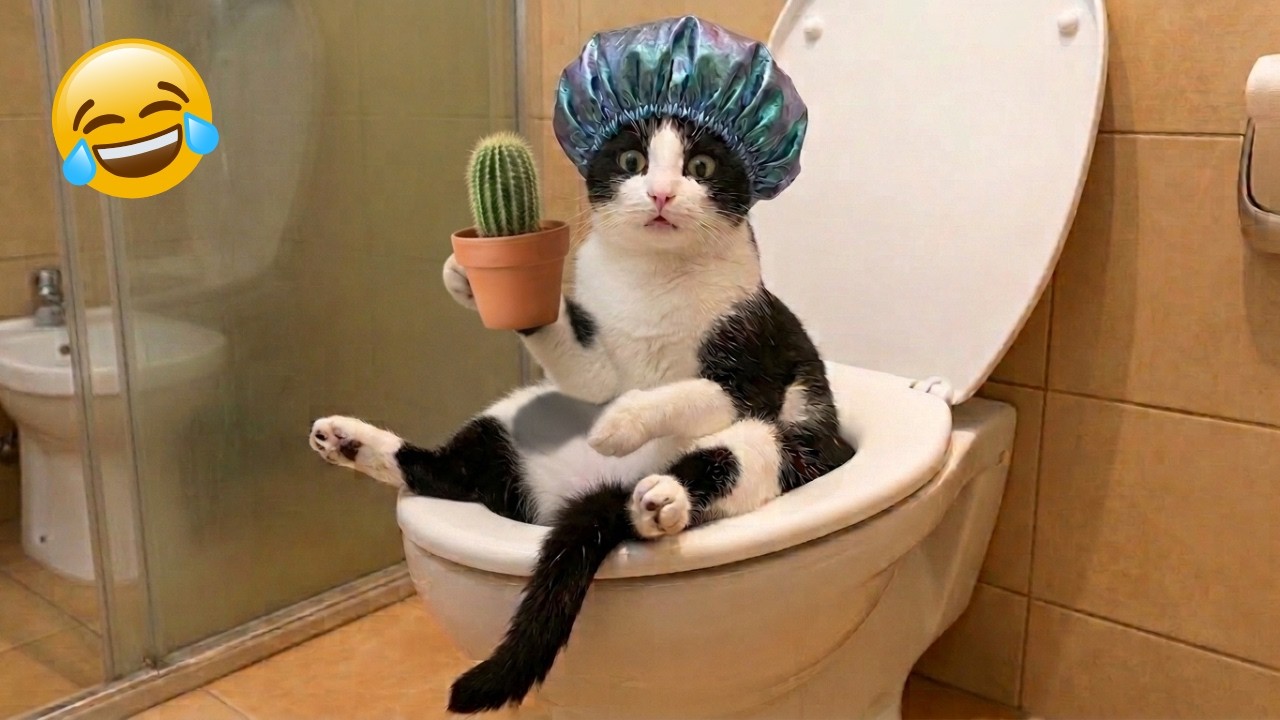 You Laugh, You Lose 😹 Funny Cat Fails and Funny Moments of 2026 😂