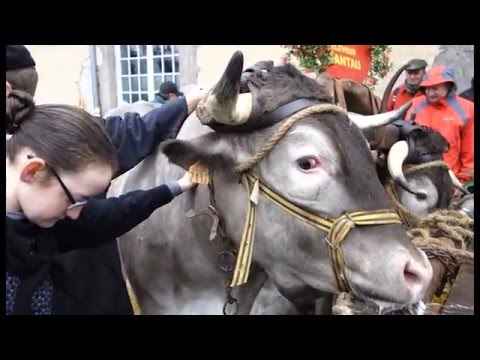 Fête des boeufs gras à Bazas (Gironde)