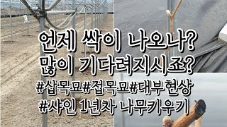 샤인머스켓 묘목선택, 1년차 어떻게 키울까?