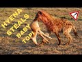 Hyena Steals Baby Topi Wild