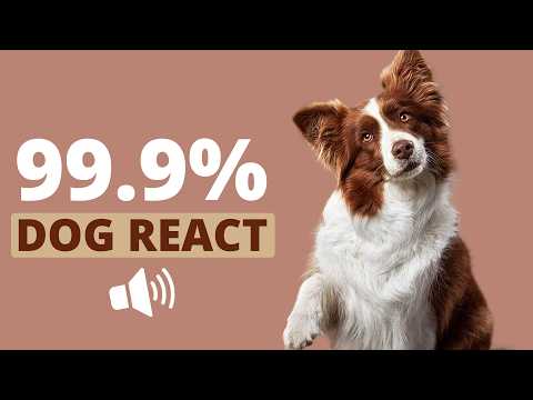 I Played 20 DOG SOUNDS - Every Dog Reacted 😳 (Must Watch!)