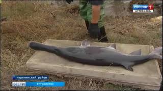 Ловля крупной белуги в астрахани