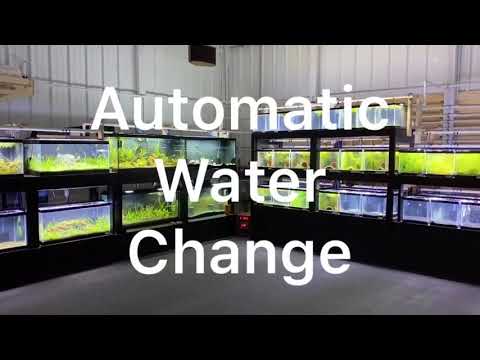 AUTOMATIC WATER CHANGE FISH ROOM! Don’t make this mistake!