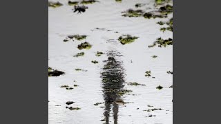 Pseudo-nitzschia seriata