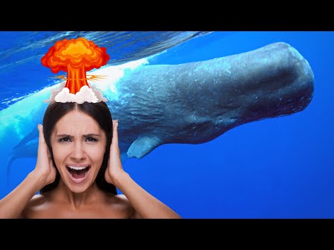 Sperm Whales Can KILL You...with Sound