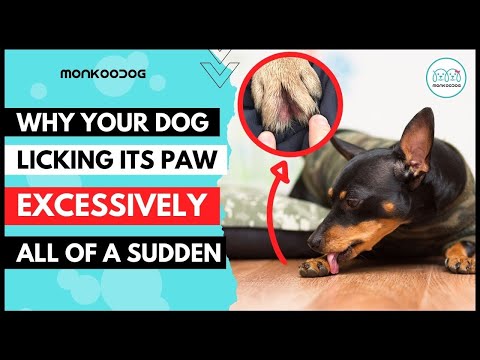 Don't ignore the PAW  🐾  licking of your dog. Know the reasons of it and QUICK treatment.