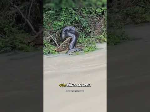 Trăn vùng Nam Mỹ