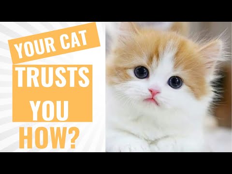 How Do Cats Show They Trust You