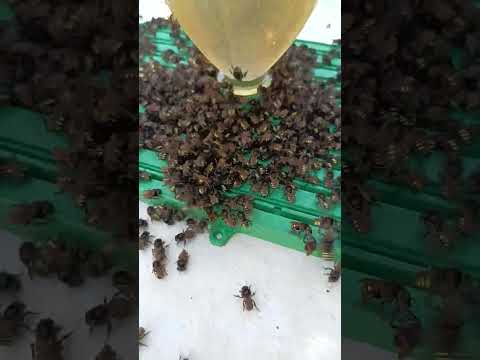 troco abelhas mandaçaia por boca de renda retirar borda da mata mg