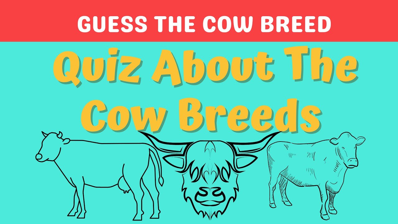 QUIZ ABOUT THE COW BREEDS, LET'S TRY TO GUESS