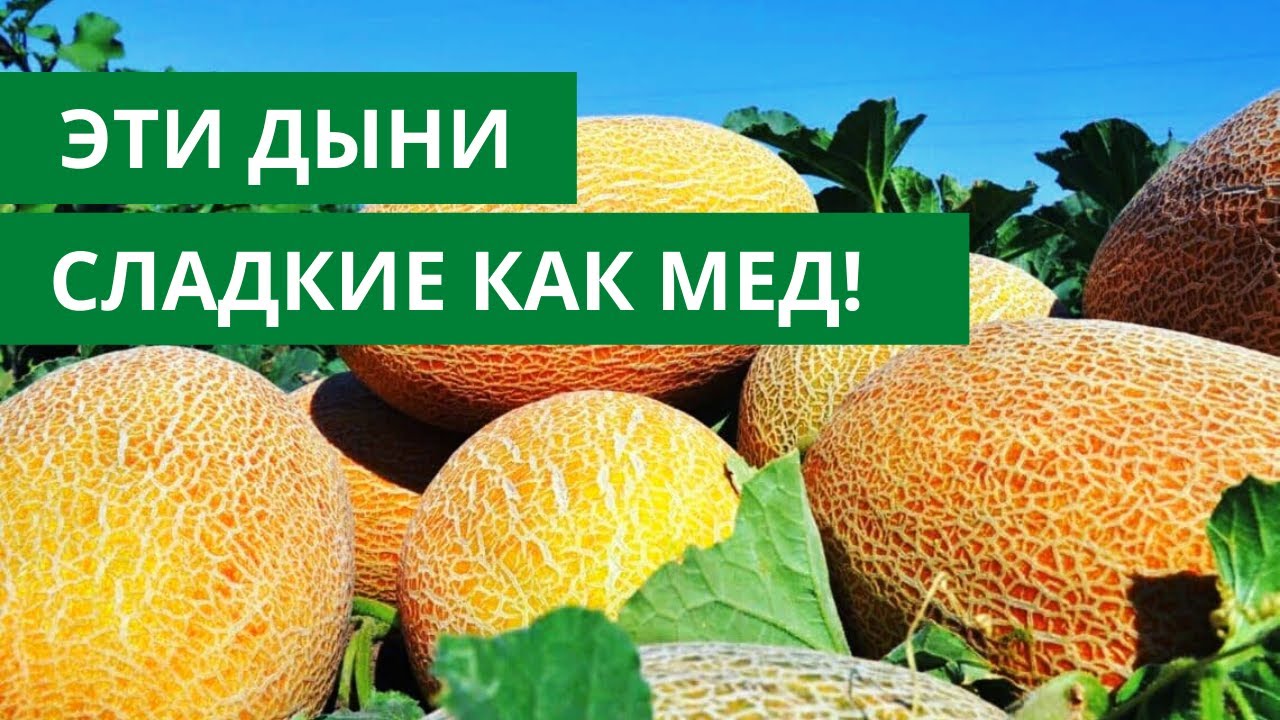 Выбрала эти сорта и не прогадала! Дыни и арбузы как мед!