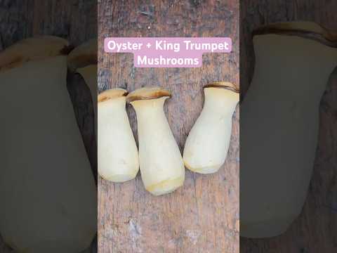 Mushroom Deep Dive - Oyster and King Trumpet