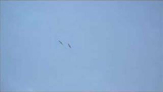 LAUREL AITKEN.Dance Wid'Me,Baby.