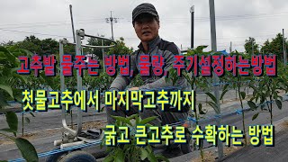 고추 특별한 물주기, 비대관리 영양공급