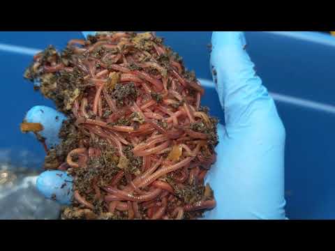 Overdue Worm Bin Check-In