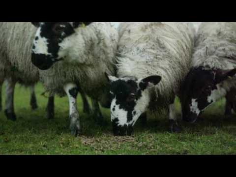 Proud to be a Butcher - Series 3 - Ep. 1