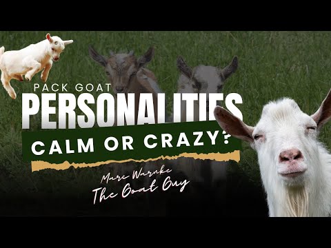 🐐 Understanding Goat Personalities | Marc Warnke “The Goat Guy”