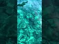 Sardinia S Blue Lagoon Like An Open Air Aquarium