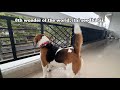 This Is Not A Dog But A Human Being Dogvlogger Morningvlog Indiandog Beagle Americanbully