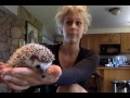 How to deal with an angry hedgehog