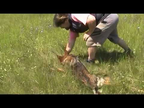 Isha z údolí Úpy věk 6 měsíců stopa 2 lomy a 1 oblouk a 2 předměty MOV0DB