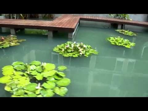 we are professional of  garden waterlily design  